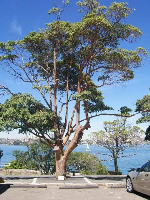 Mast Tree (Polyalthia Longifolia Pendula) — dancing delicately with the wind; weeping foliage and its architectural elegance, image 66