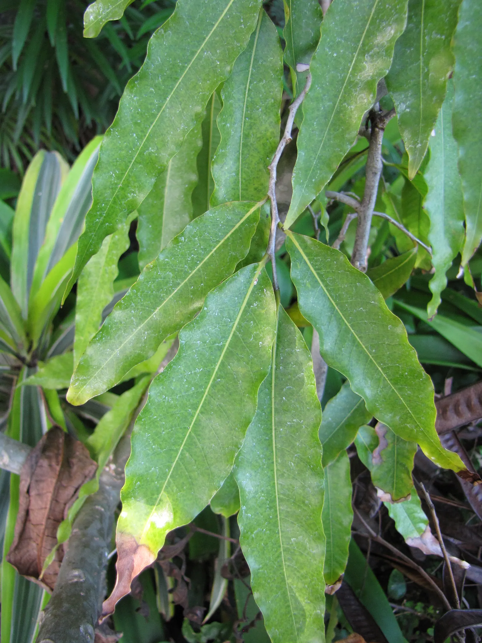 Mast Tree (Polyalthia Longifolia Pendula) — ensure the site offers well-drained soil and full to partial sun exposure; thrives in USDA zones 10-11, image 69