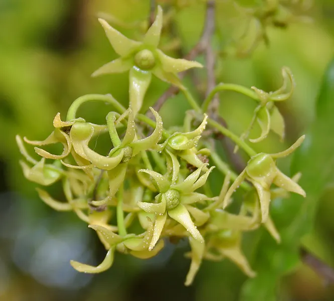 Mast Tree (Polyalthia Longifolia Pendula) — Ideal for screening and ornamental use