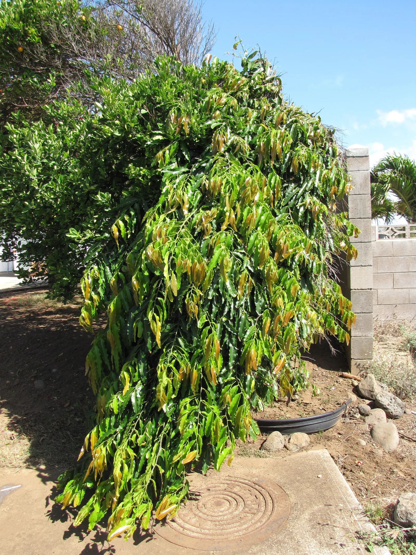 Mast Tree (Polyalthia Longifolia Pendula) — and hang in a pendulous fashion; perfect for vertical emphasis in a landscape, image 65