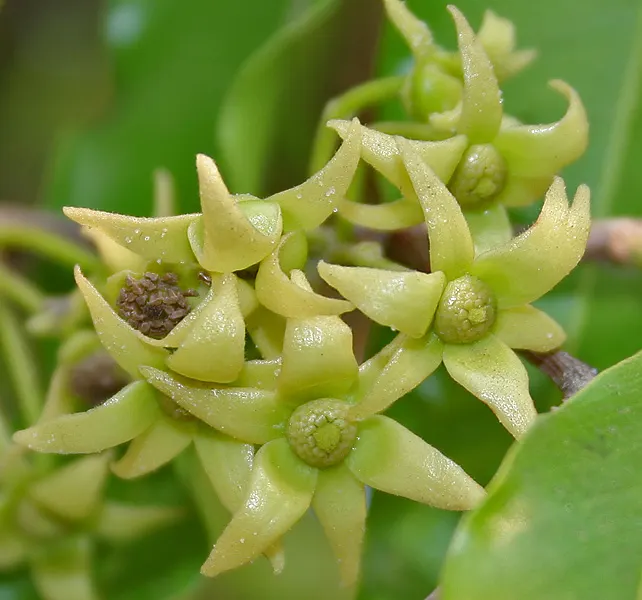 Mast Tree (Polyalthia Longifolia Pendula) — Ideal for screening and ornamental use; achieving lengths of about 6 to 12 inches
