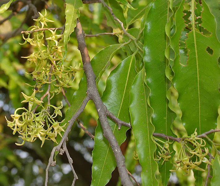 Mast Tree (Polyalthia Longifolia Pendula) — or in narrow garden beds where vertical structure is desired; and hang in a pendulous fashion