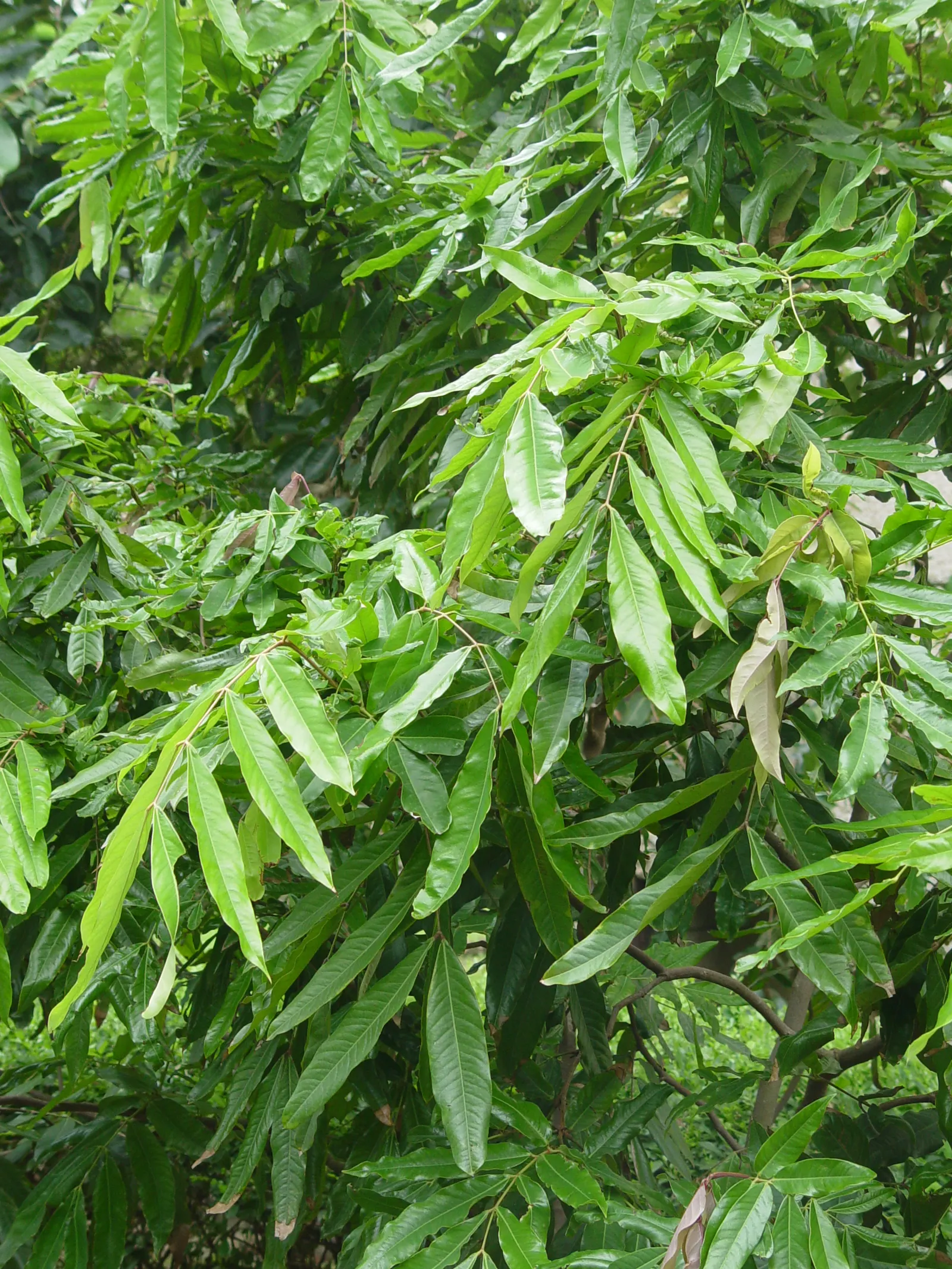 Mast Tree (Polyalthia Longifolia Pendula) — Thrives in USDA zones 10-11, relishes full sun to partial shade, and prefers well-drained soil; scientifically