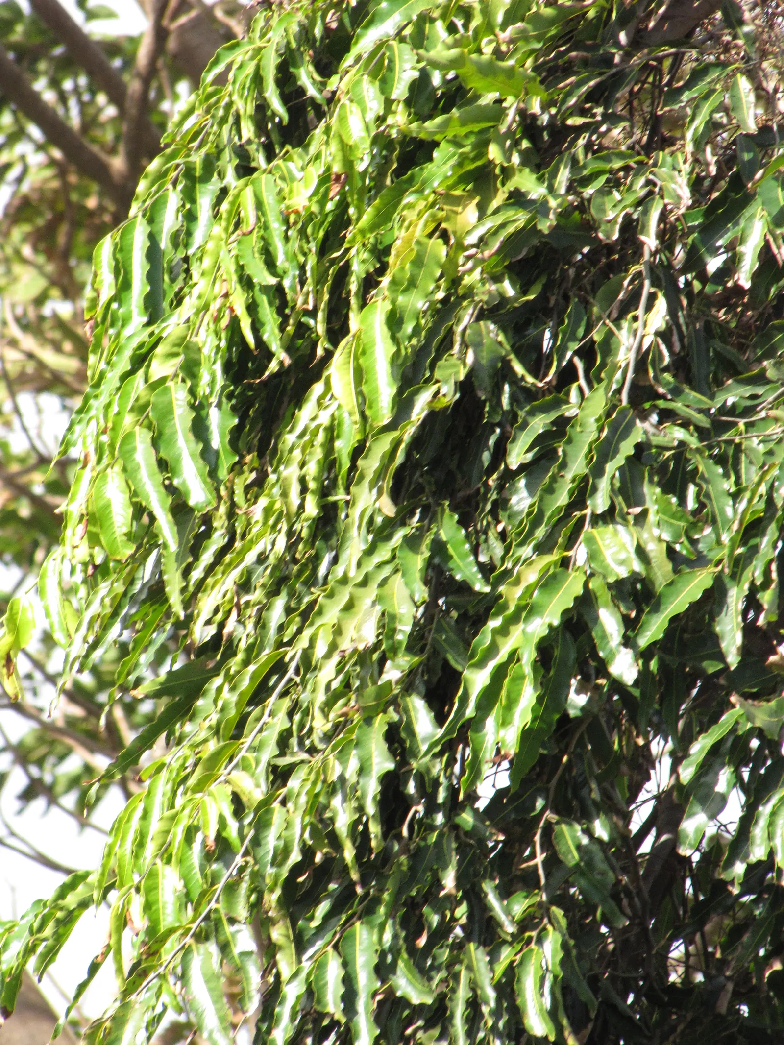 Mast Tree (Polyalthia Longifolia Pendula) — Importantly, these leaves emit minimal litter, making it an attractive option for tidy landscapes