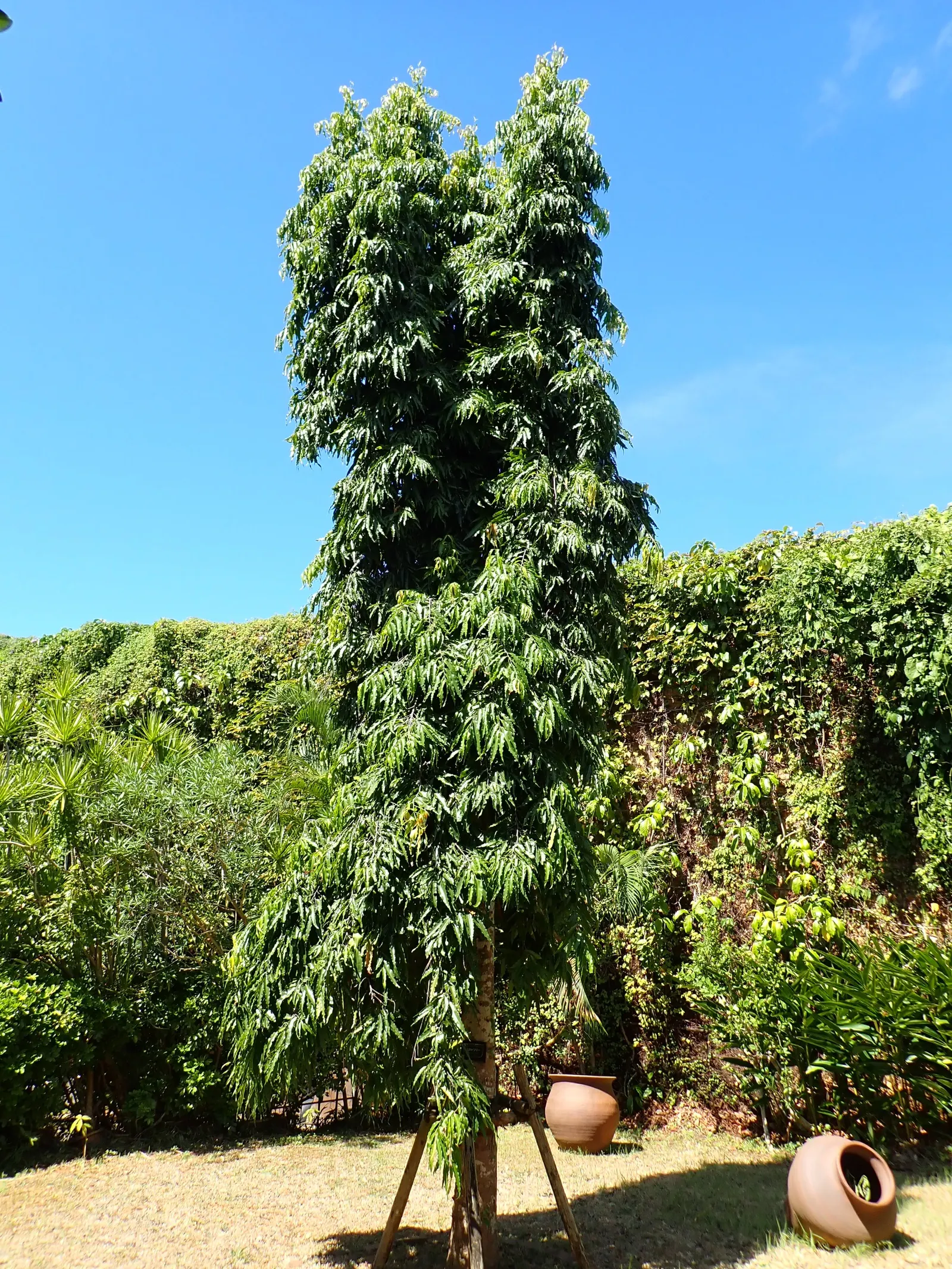 Mast Tree (Polyalthia Longifolia Pendula) — The inconspicuous pale green flowers may not be flashy