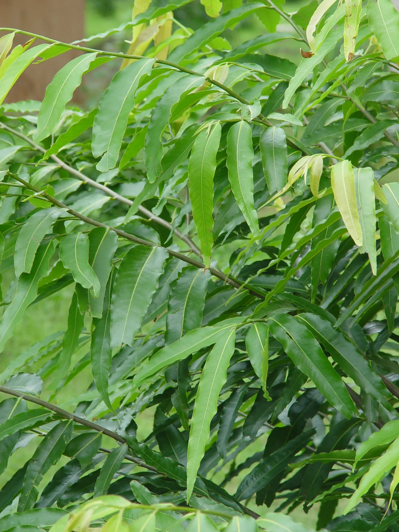 Mast Tree (Polyalthia Longifolia Pendula) — or in narrow garden beds where vertical structure is desired