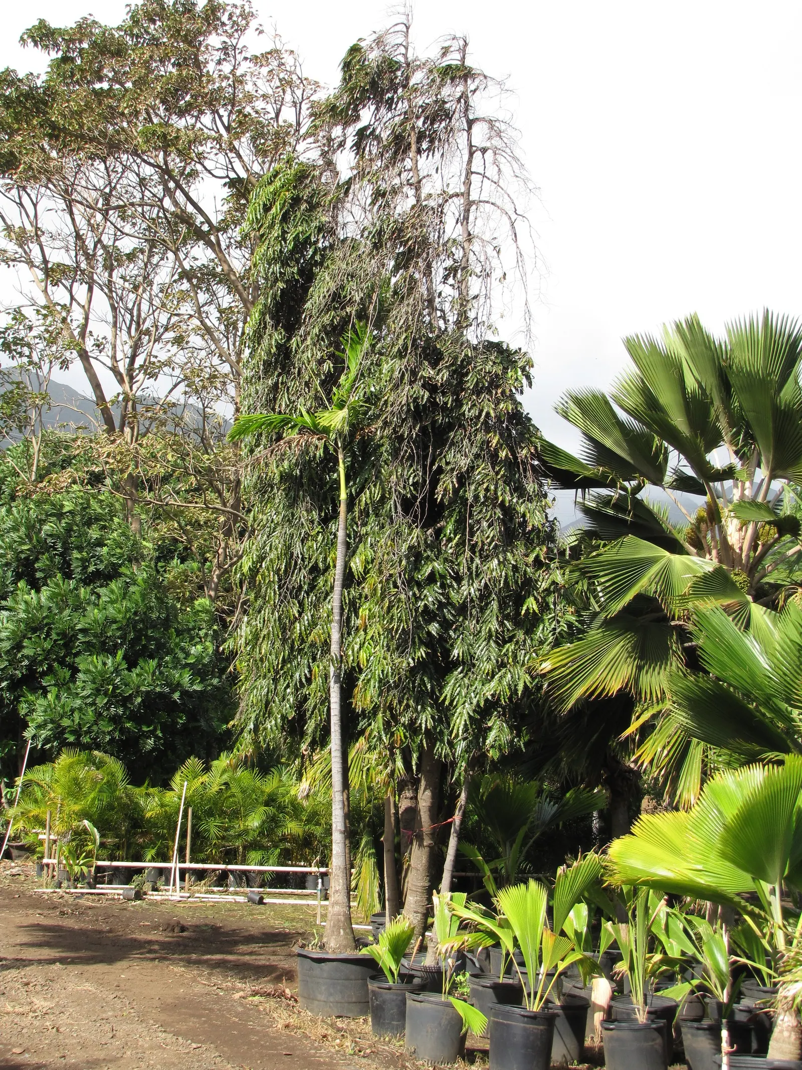 Mast Tree (Polyalthia Longifolia Pendula) — glossy leaves are lance-shaped