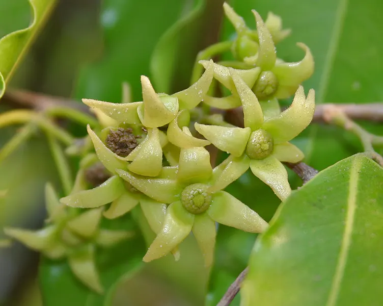 Mast Tree (Polyalthia Longifolia Pendula) — perfect for vertical emphasis in a landscape; reaches an approximate mature height of 30 to 45 feet, image 52
