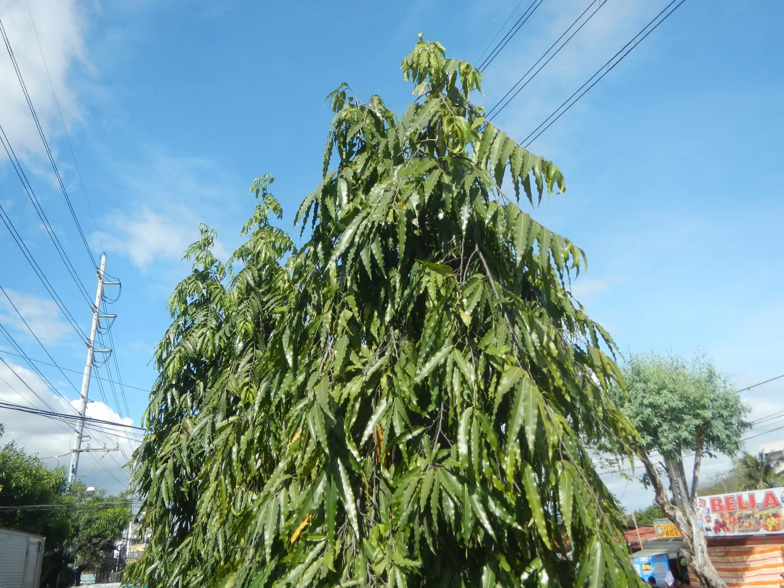 Mast Tree (Polyalthia Longifolia Pendula) — weeping foliage and its architectural elegance; ideal for framing gardens or as a focal point