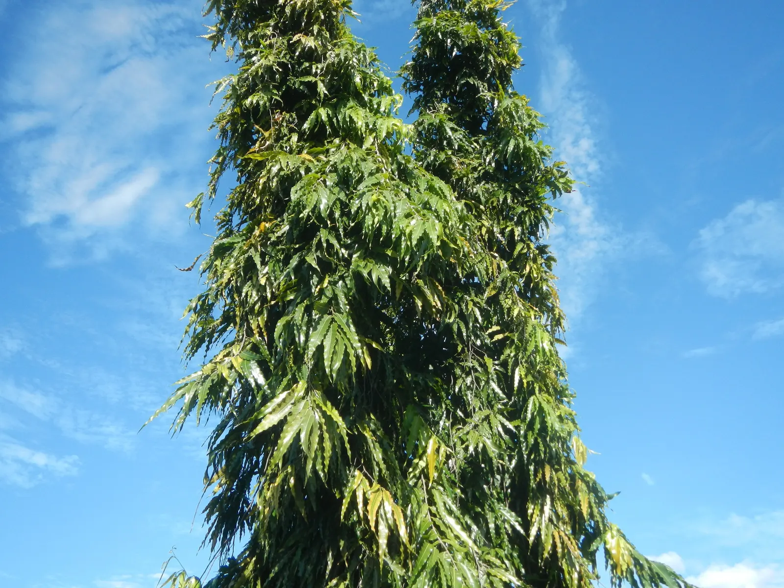 Mast Tree (Polyalthia Longifolia Pendula) — The Mast Tree (Polyalthia longifolia 'Pendula') is an elegant evergreen