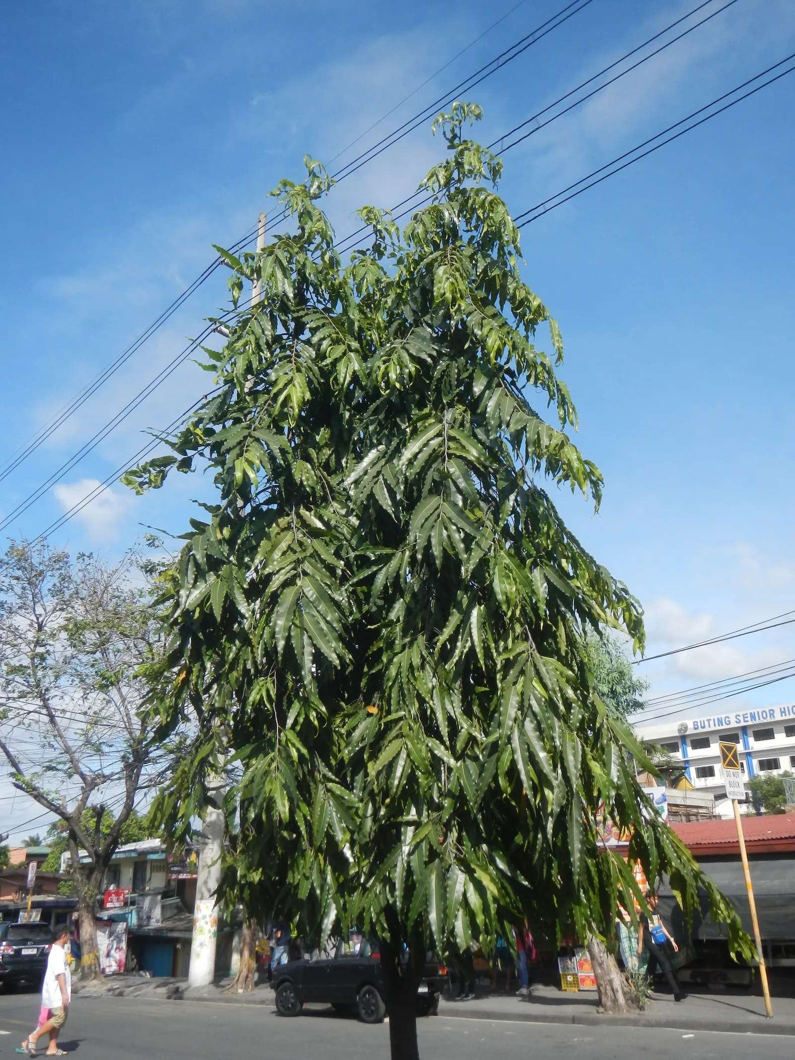 Mast Tree (Polyalthia Longifolia Pendula) — reaches an approximate mature height of 30 to 45 feet with a narrow spread of only 4 to 5 feet; or in, image 61