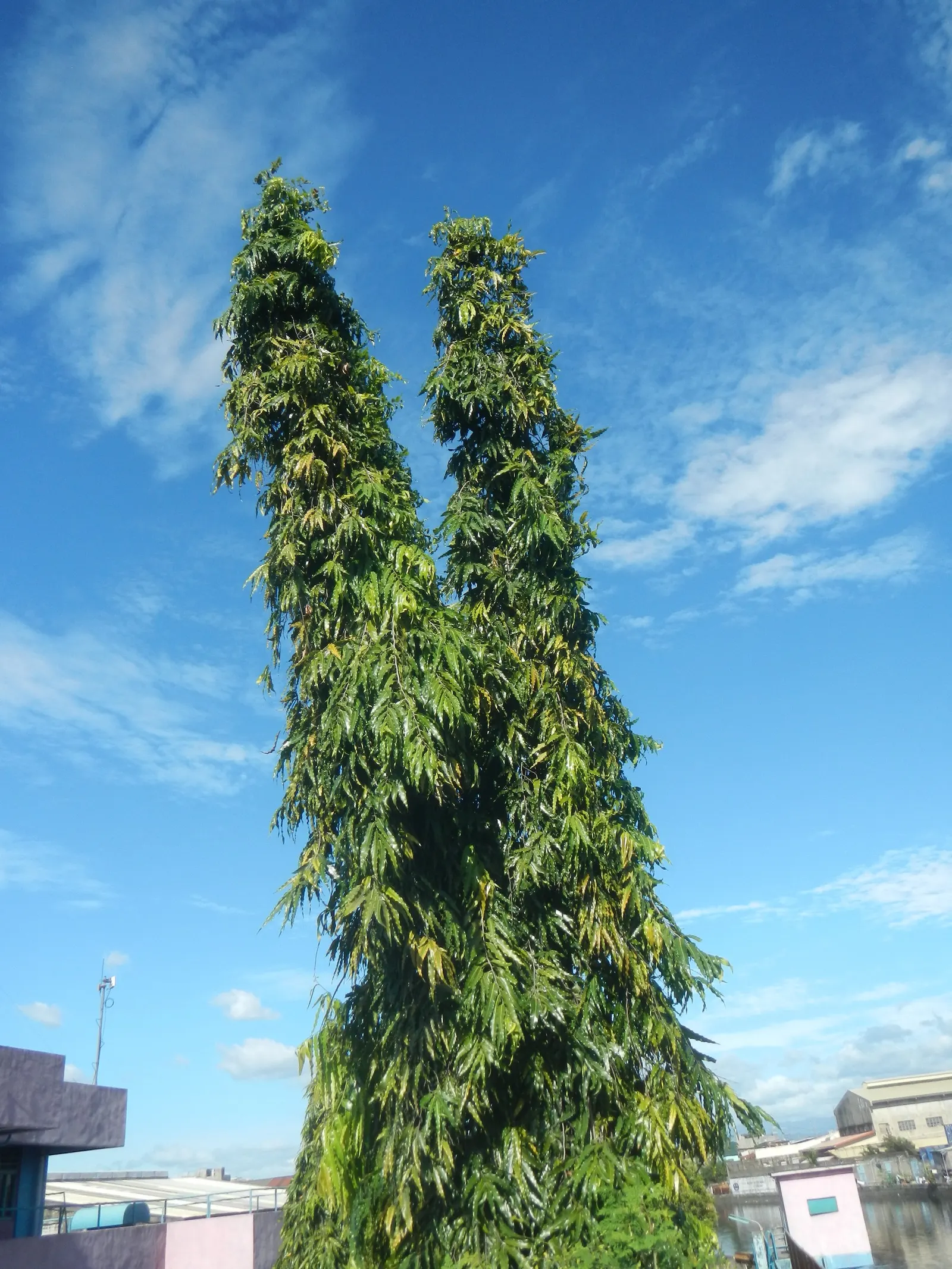 Mast Tree (Polyalthia Longifolia Pendula) — Its pendulous, wavy-edged leaves, richly green, create a dense, feathery appearance; tree for full