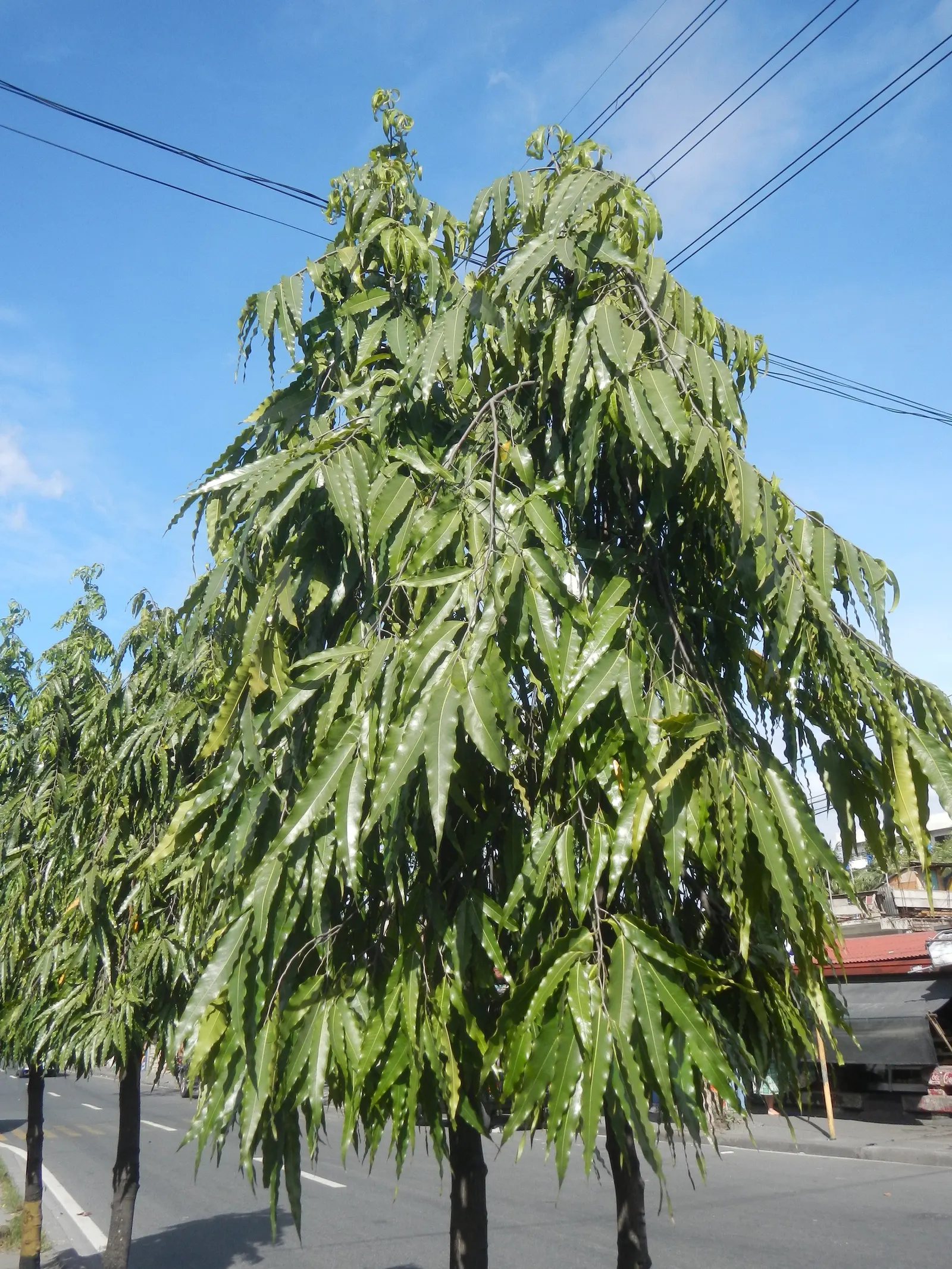 Mast Tree (Polyalthia Longifolia Pendula) — It grows to about 30-40 feet tall with a slim, columnar form about 4-5 feet wide