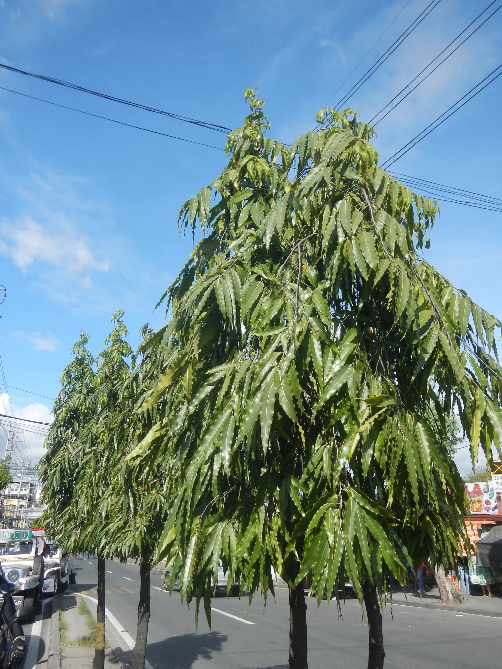 Mast Tree (Polyalthia Longifolia Pendula) — scientifically known as Polyalthia longifolia 'Pendula'; making it appropriate for arid climates or areas with