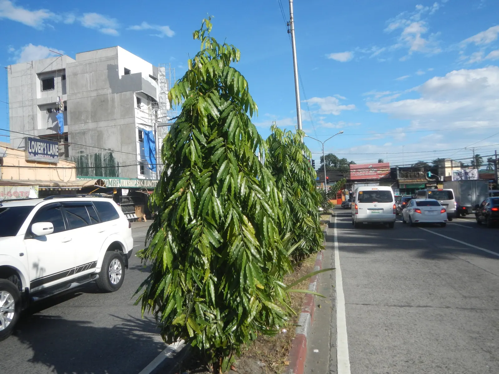 Mast Tree (Polyalthia Longifolia Pendula) — Its pendulous, wavy-edged leaves, richly green, create a dense, feathery appearance
