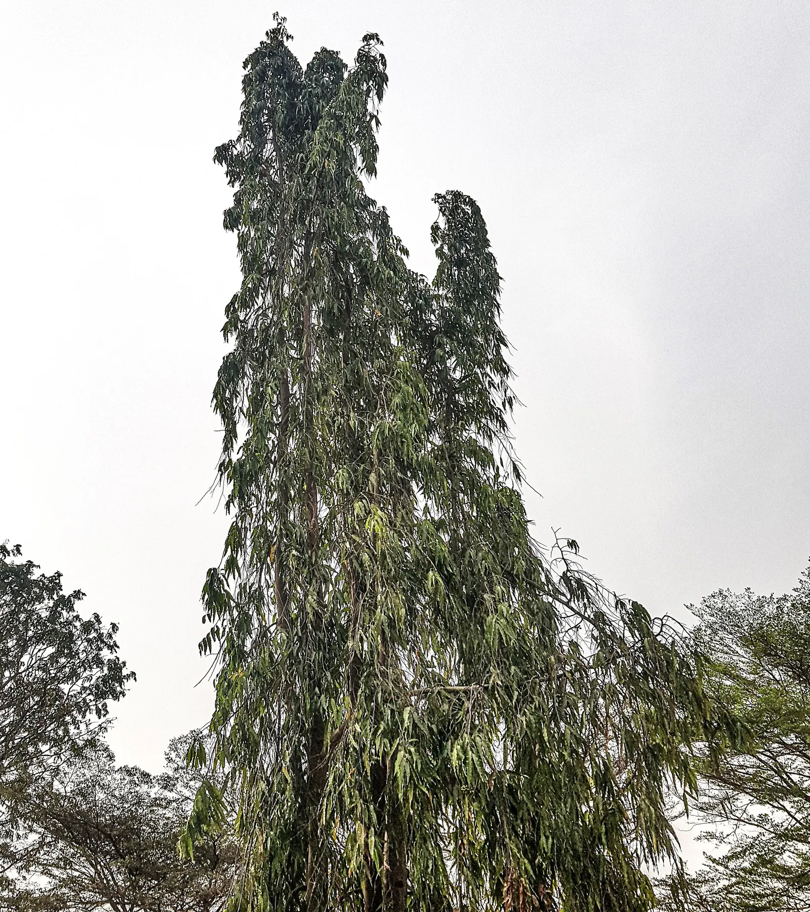 Mast Tree (Polyalthia Longifolia Pendula) — renowned for its graceful; it grows to about 30-40 feet tall with a slim, columnar form about 4-5 feet, image 58