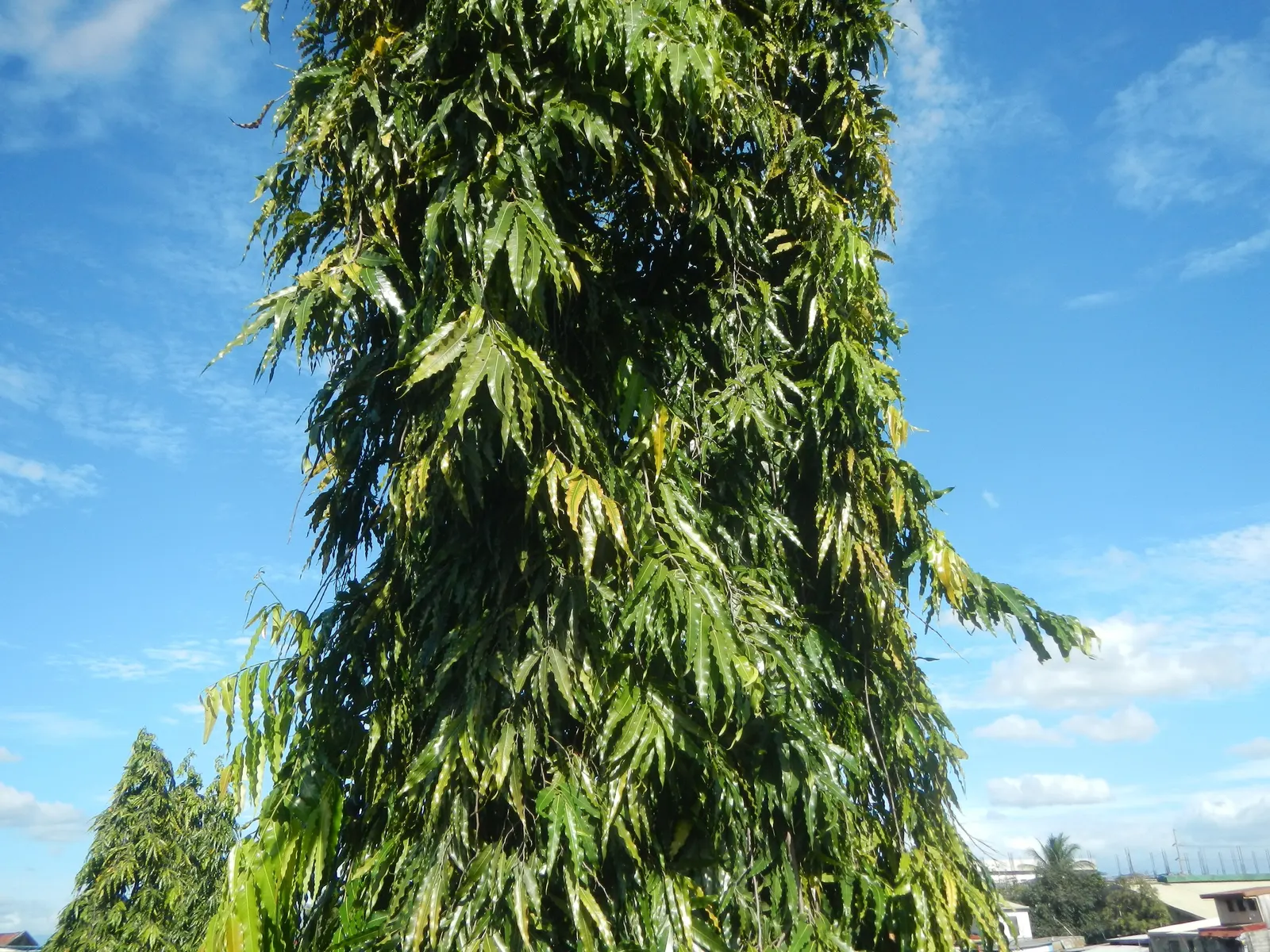 Mast Tree (Polyalthia Longifolia Pendula) — truly embodying an upright form akin to a ship's mast.<br><br>Its dark green; ideal for screening and ornamental use