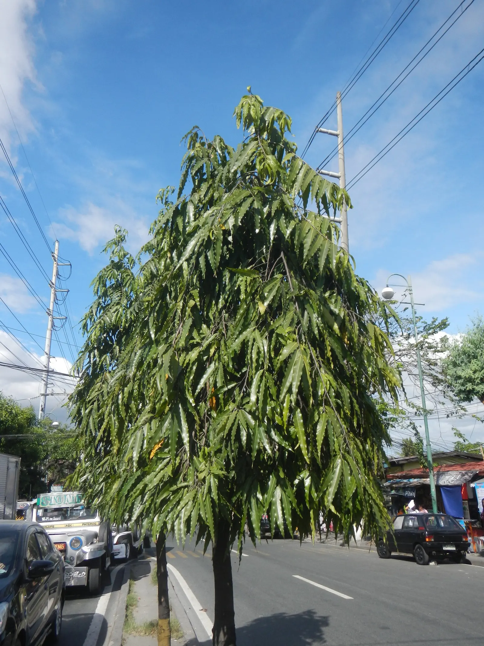 Mast Tree (Polyalthia Longifolia Pendula) — scientifically known as Polyalthia longifolia 'Pendula'; making it appropriate for arid climates or, image 57