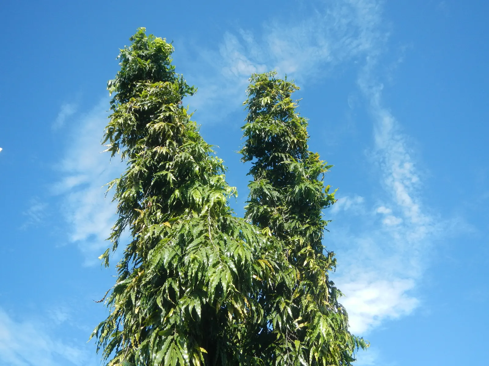 Mast Tree (Polyalthia Longifolia Pendula) — The Mast Tree (Polyalthia longifolia 'Pendula') is an elegant evergreen; its pendulous, wavy-edged leaves, richly