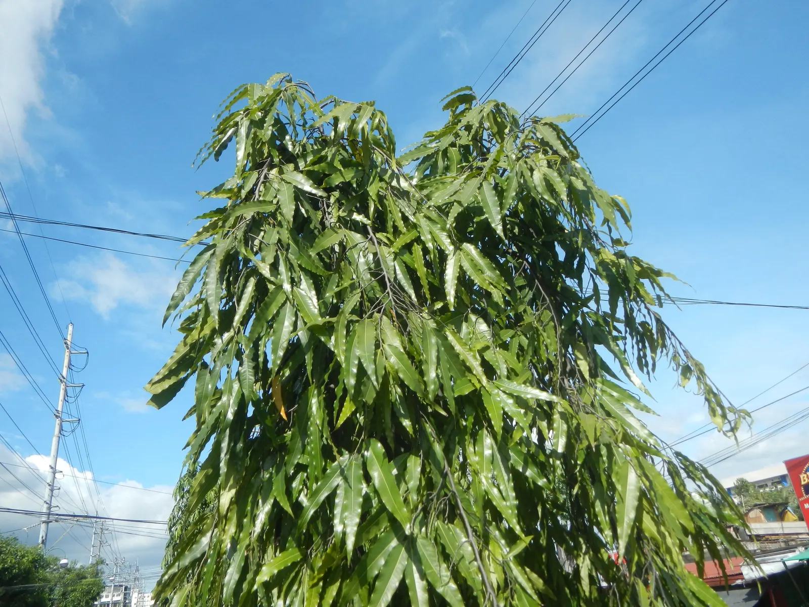 Mast Tree (Polyalthia Longifolia Pendula) — This species is notably drought-tolerant once established
