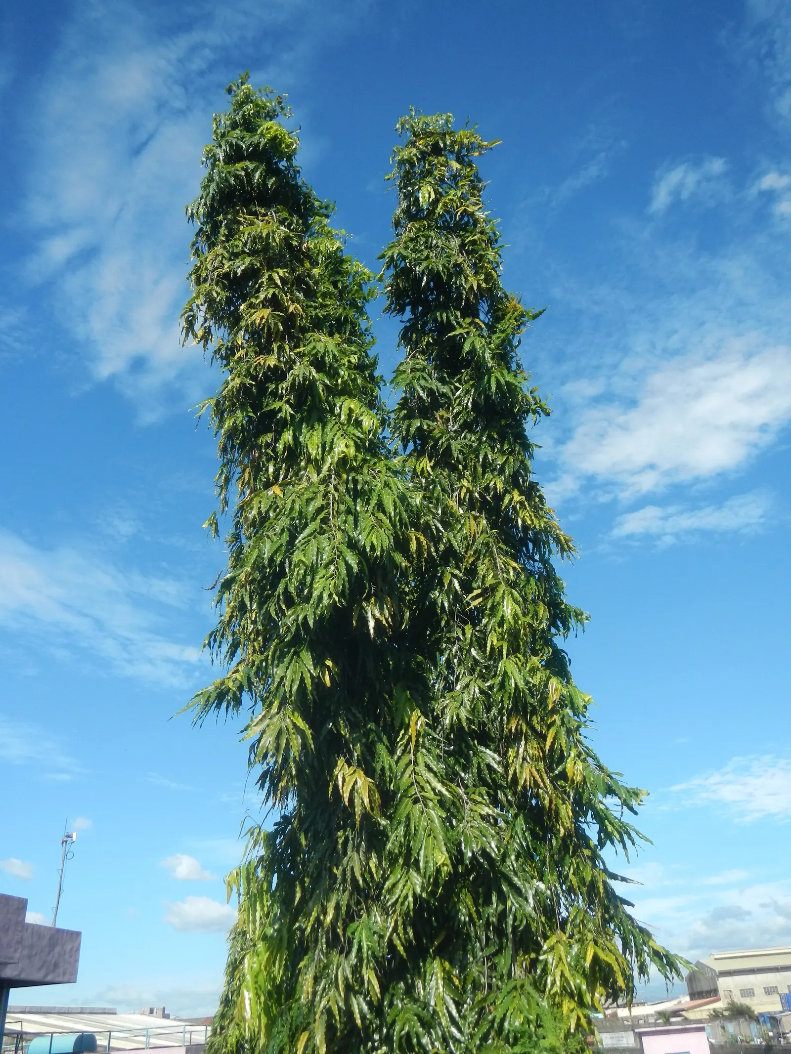 Mast Tree (Polyalthia Longifolia Pendula) — The Mast Tree (Polyalthia longifolia 'Pendula') is an elegant evergreen; its pendulous, wavy-edged, image 76