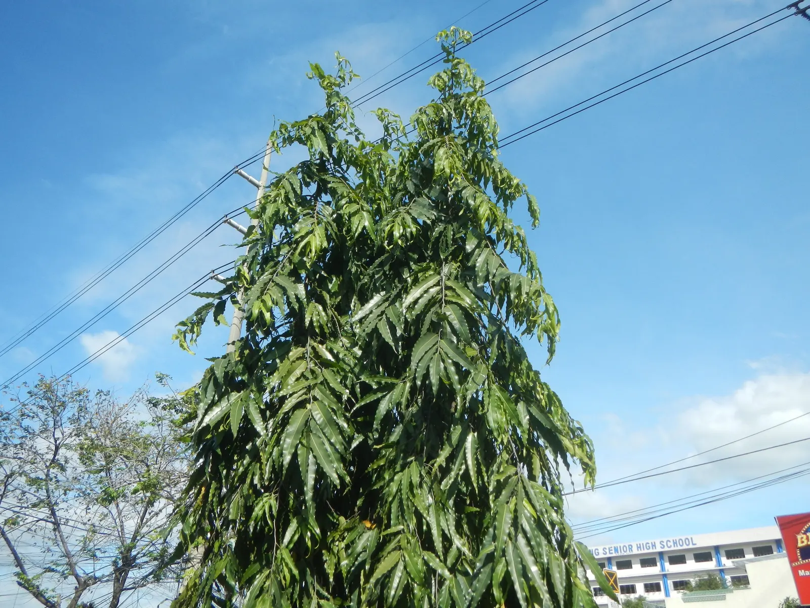 Mast Tree (Polyalthia Longifolia Pendula) — Its pendulous, wavy-edged leaves, richly green, create a dense, feathery appearance; tree for full, image 79