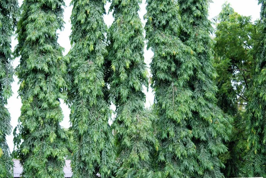 Mast Tree (Polyalthia Longifolia Pendula) — Ideal for screening and ornamental use; achieving lengths of about 6 to 12 inches, image 81