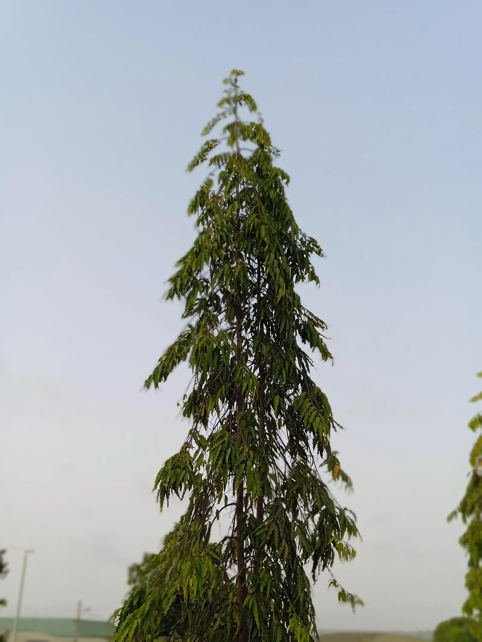 Mast Tree (Polyalthia Longifolia Pendula) — reaches an approximate mature height of 30 to 45 feet with a narrow spread of only 4 to 5 feet; or in, image 86