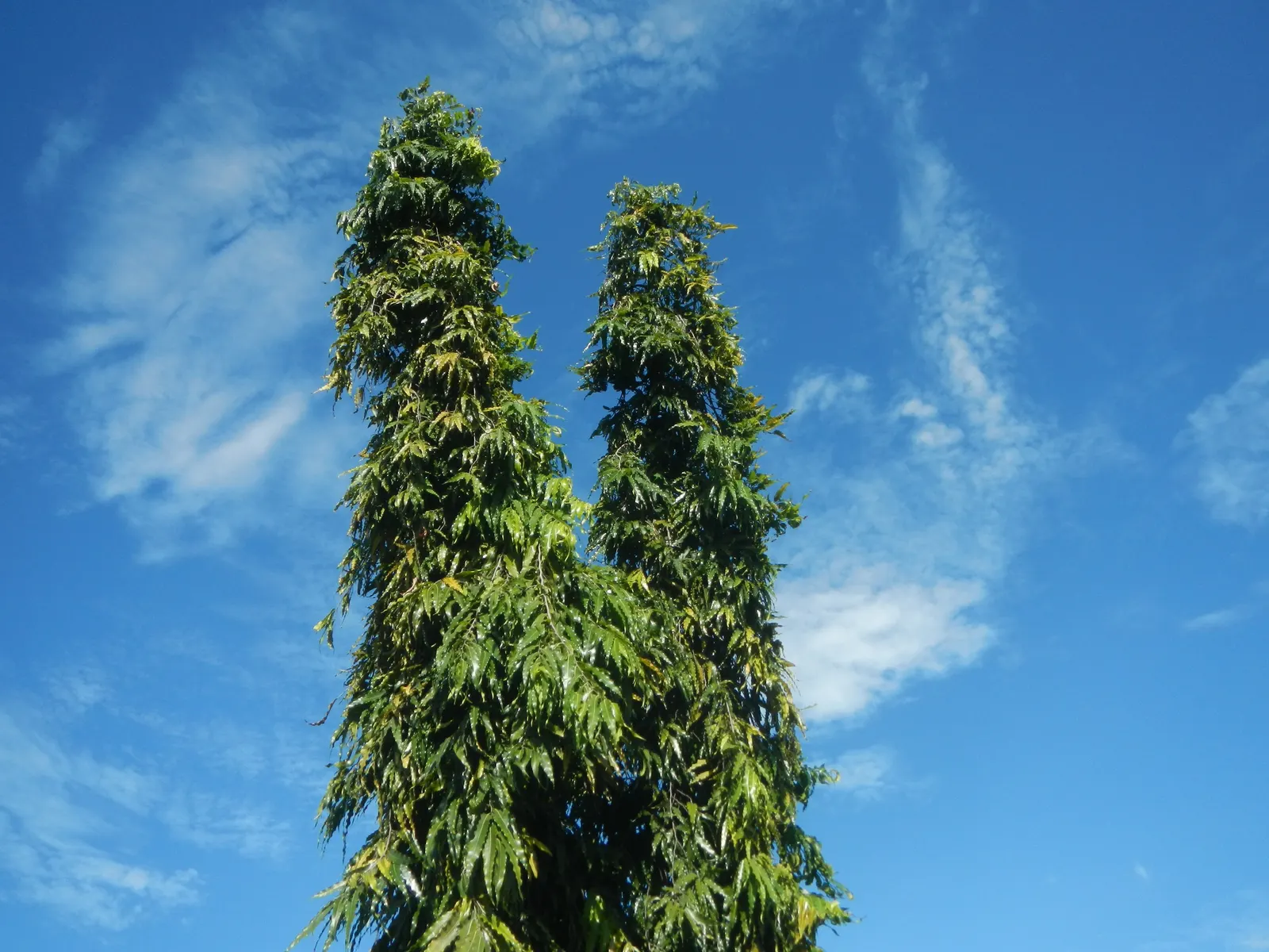 Mast Tree (Polyalthia Longifolia Pendula) — truly embodying an upright form akin to a ship's mast.<br><br>Its dark green; ideal for screening and, image 87