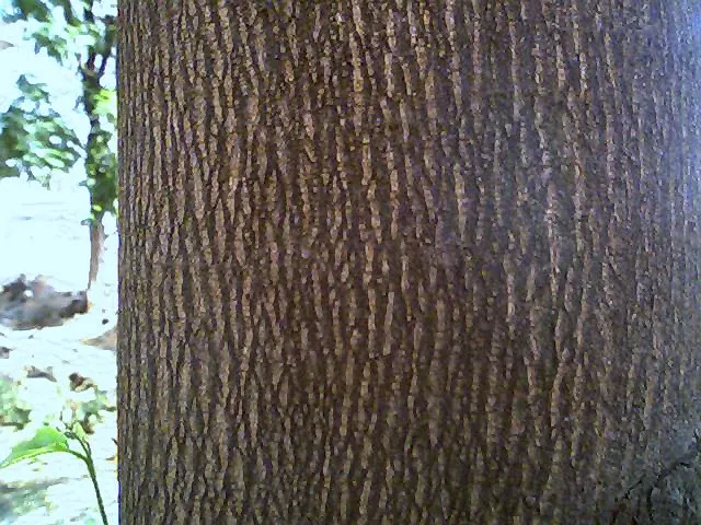 Mast Tree (Polyalthia Longifolia Pendula) — tree for full; it benefits from regular watering during the first growing season to develop a deep rooted system
