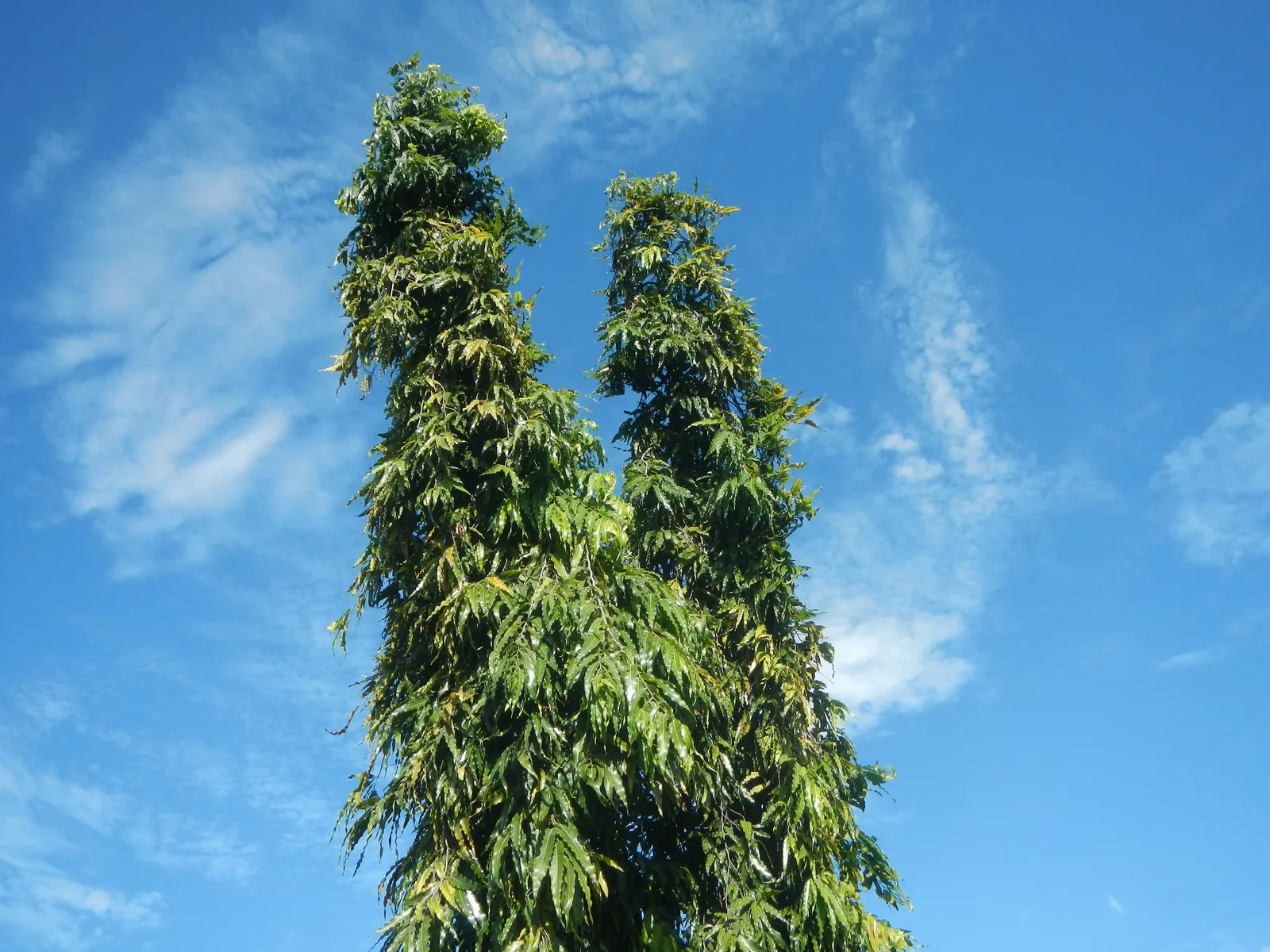 Mast Tree (Polyalthia Longifolia Pendula) — making it appropriate for arid climates or areas with water usage concerns; ensure the site offers, image 71