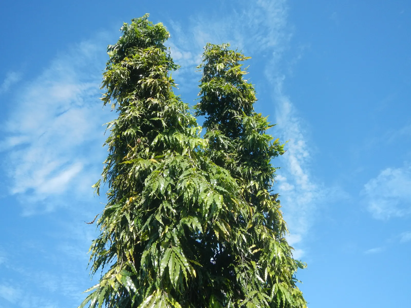 Mast Tree (Polyalthia Longifolia Pendula) — ensure the site offers well-drained soil and full to partial sun exposure