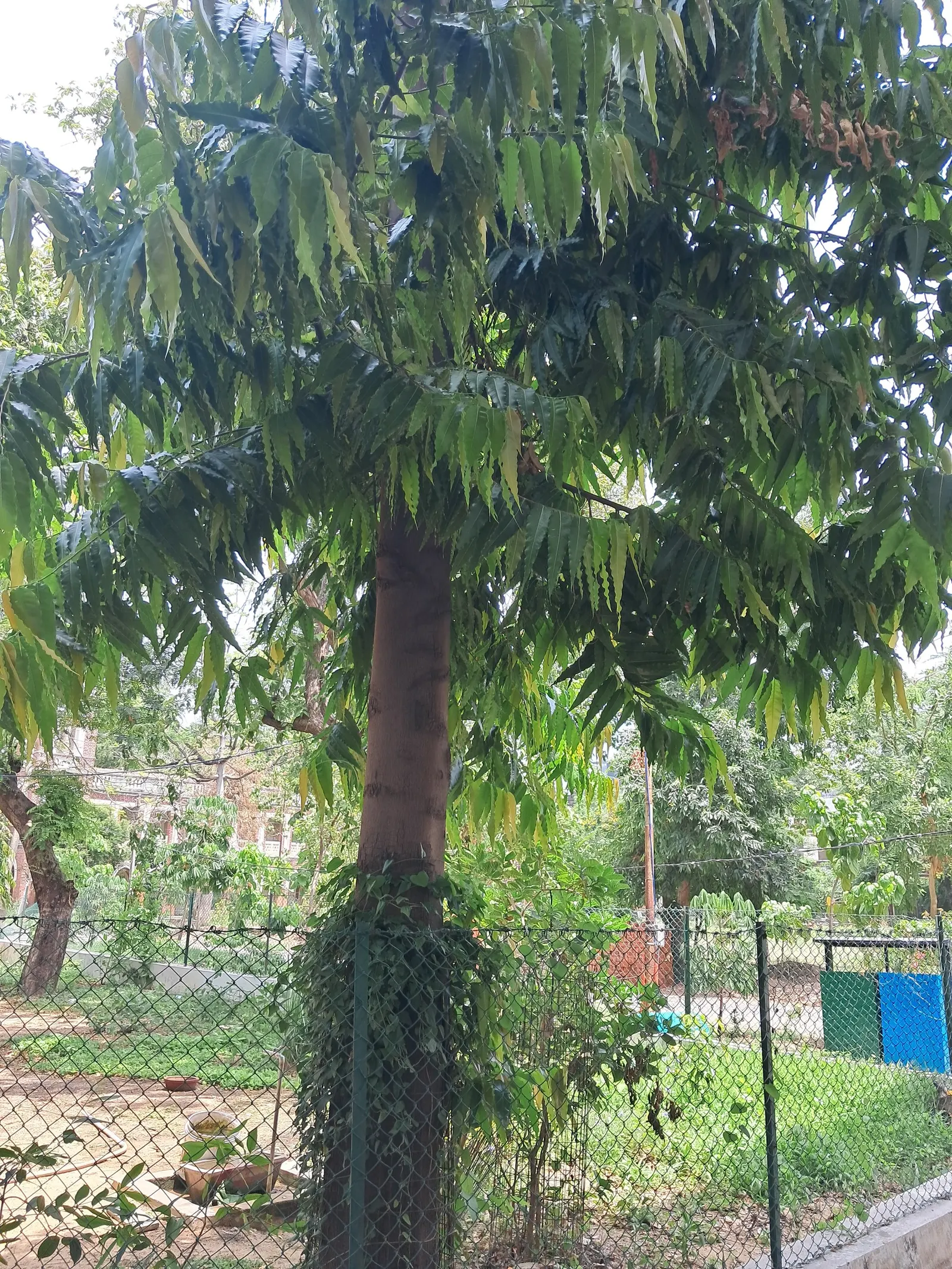 Mast Tree (Polyalthia Longifolia Pendula) — truly embodying an upright form akin to a ship's mast.<br><br>Its dark green; ideal for screening and, image 62