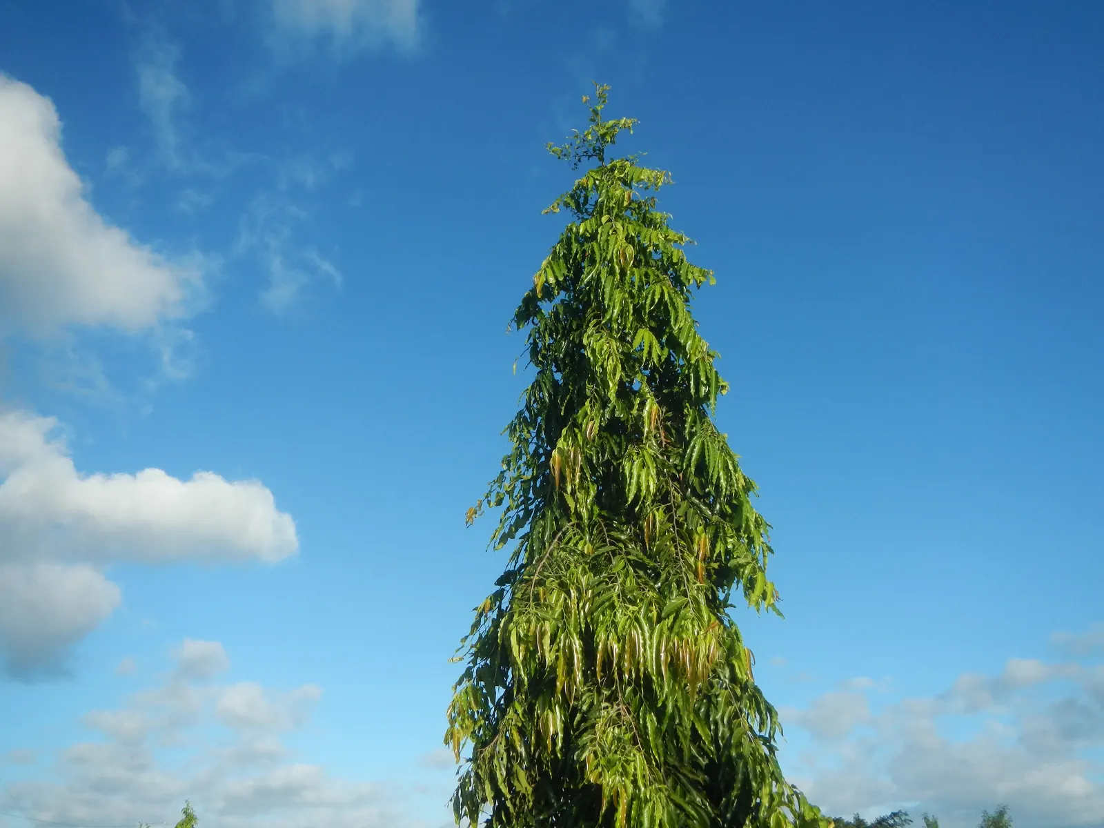 Mast Tree (Polyalthia Longifolia Pendula) — The Mast Tree (Polyalthia longifolia 'Pendula') is an elegant evergreen; its pendulous, wavy-edged, image 51