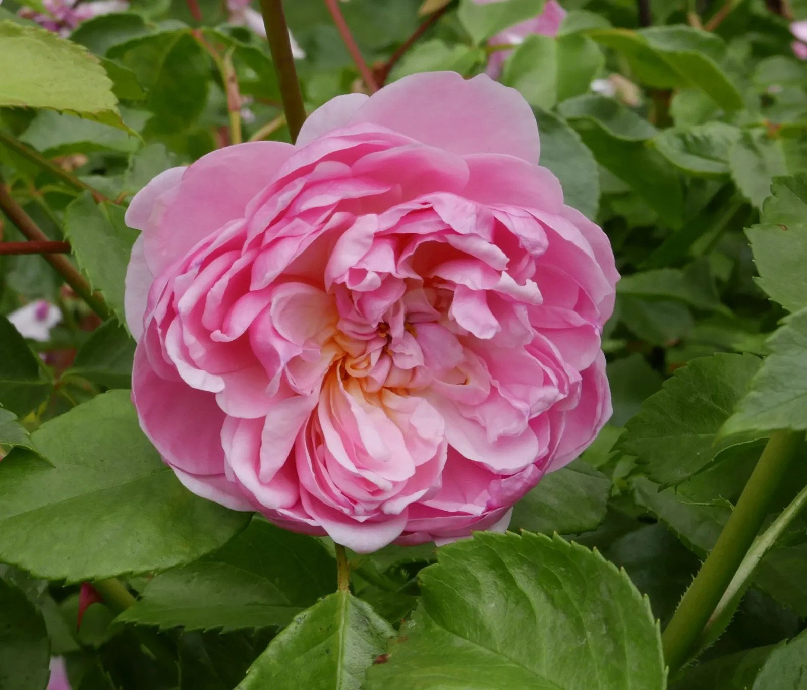Anne Boleyn English Rose (Rosa David Austin 'Anne Boleyn') — pale pink flowers with a subtle