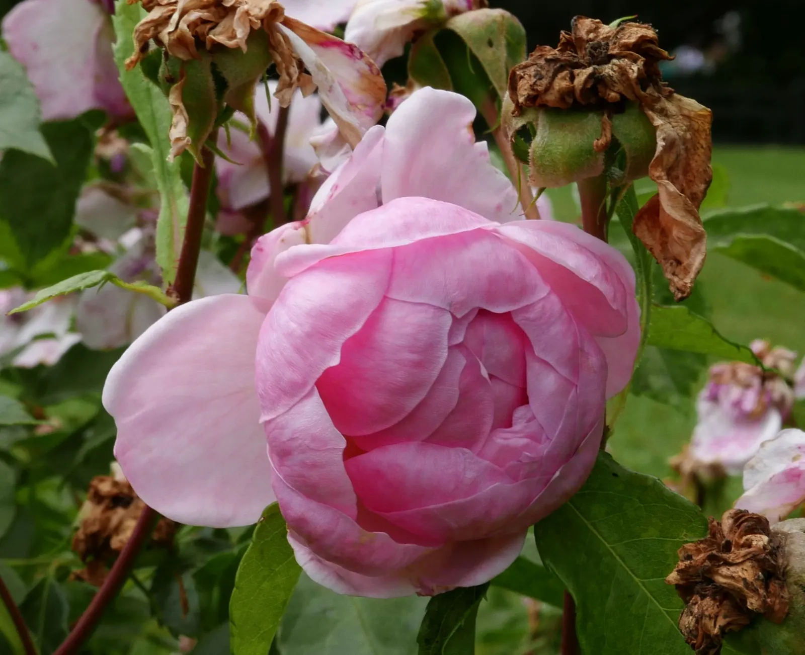 Anne Boleyn English Rose (Rosa David Austin 'Anne Boleyn') — This repeat bloomer matures to a compact 3 feet in height and spread