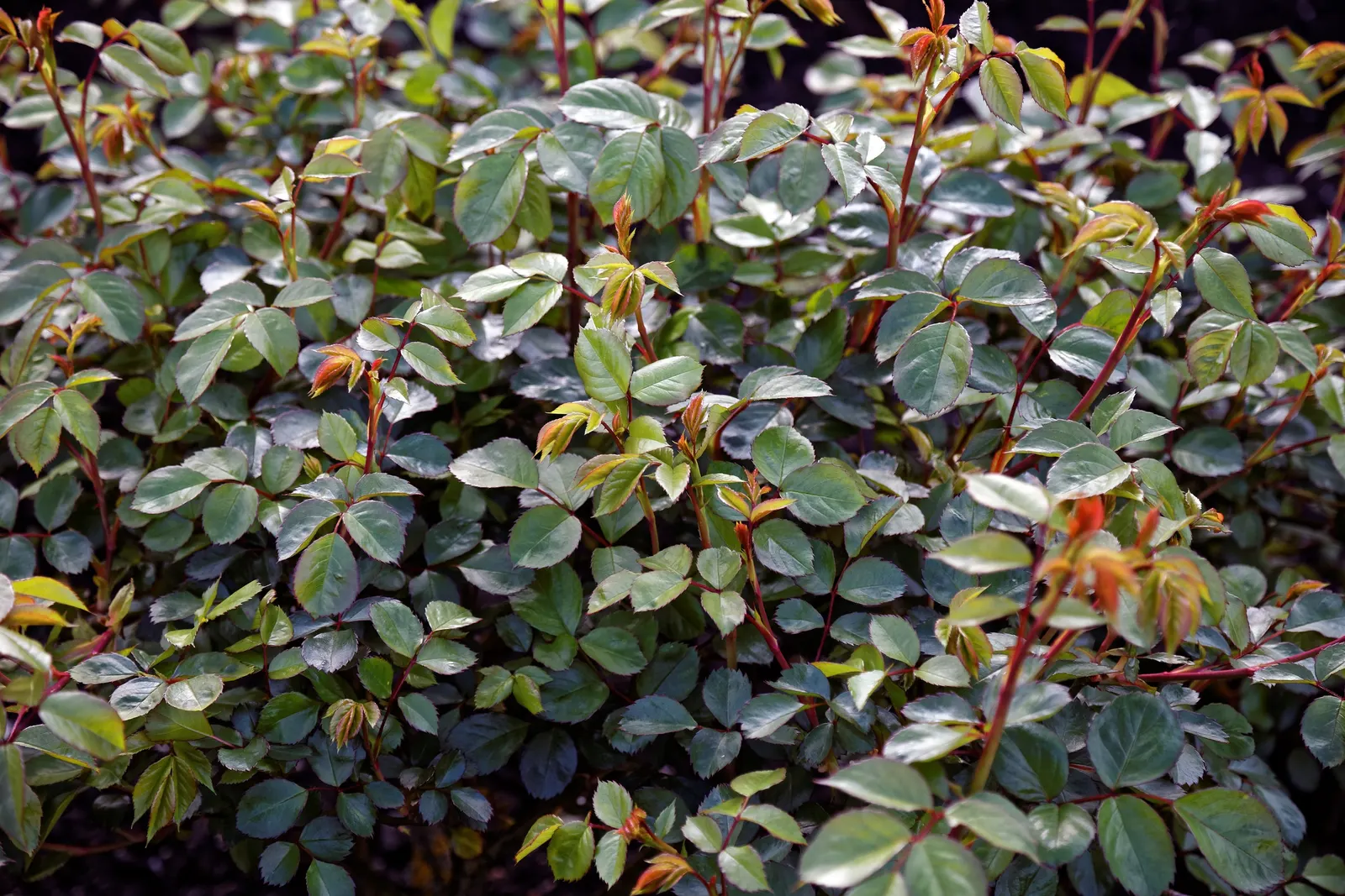 Anne Boleyn English Rose (Rosa David Austin 'Anne Boleyn') — making it ideal for small garden spaces or border fronts