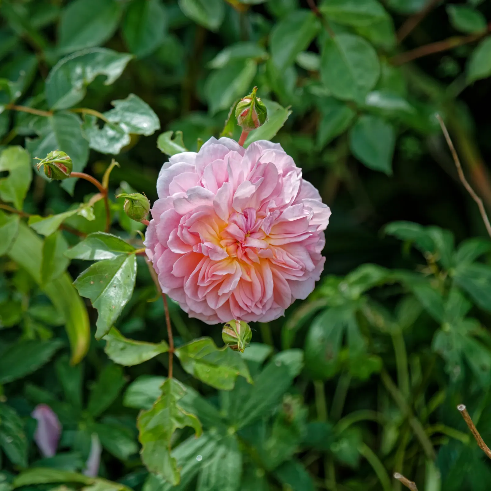 Anne Boleyn English Rose (Rosa David Austin 'Anne Boleyn') — The Rosa 'Anne Boleyn' is a charming English Rose by David Austin