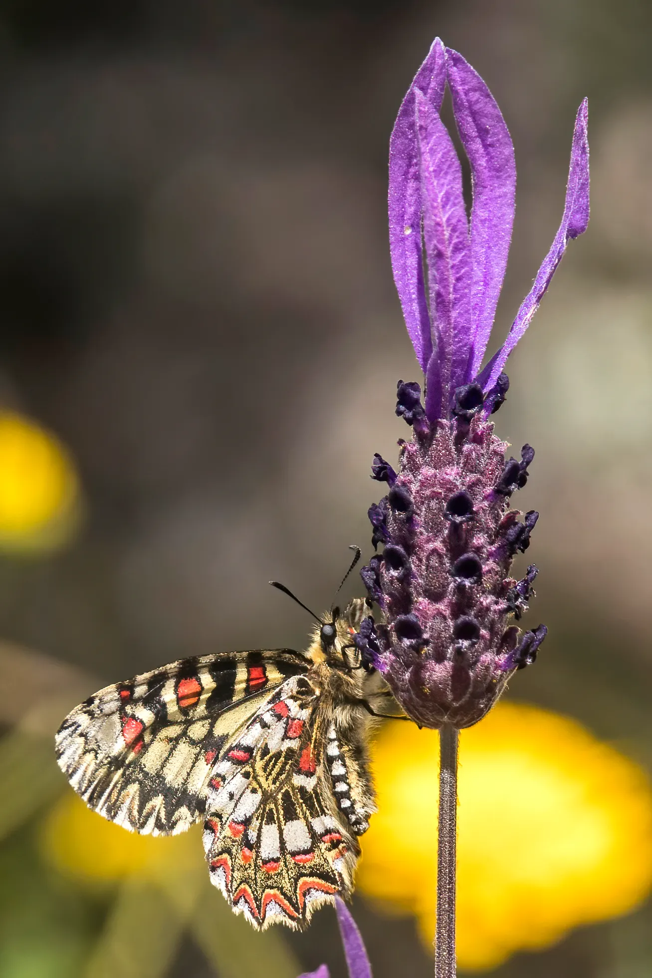 Spanish Lavender (Lavandula Stoechas) — It is highly tolerant of drought conditions once established; thus contributing to a low-maintenance landscape
