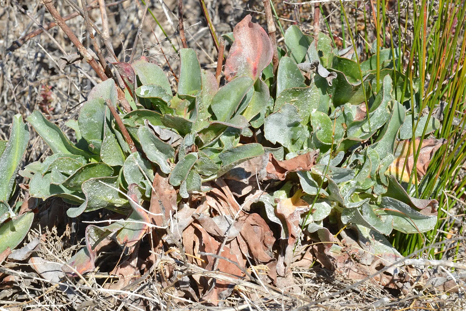 Spanish Lavender (Lavandula Stoechas) — The plant showcases distinct