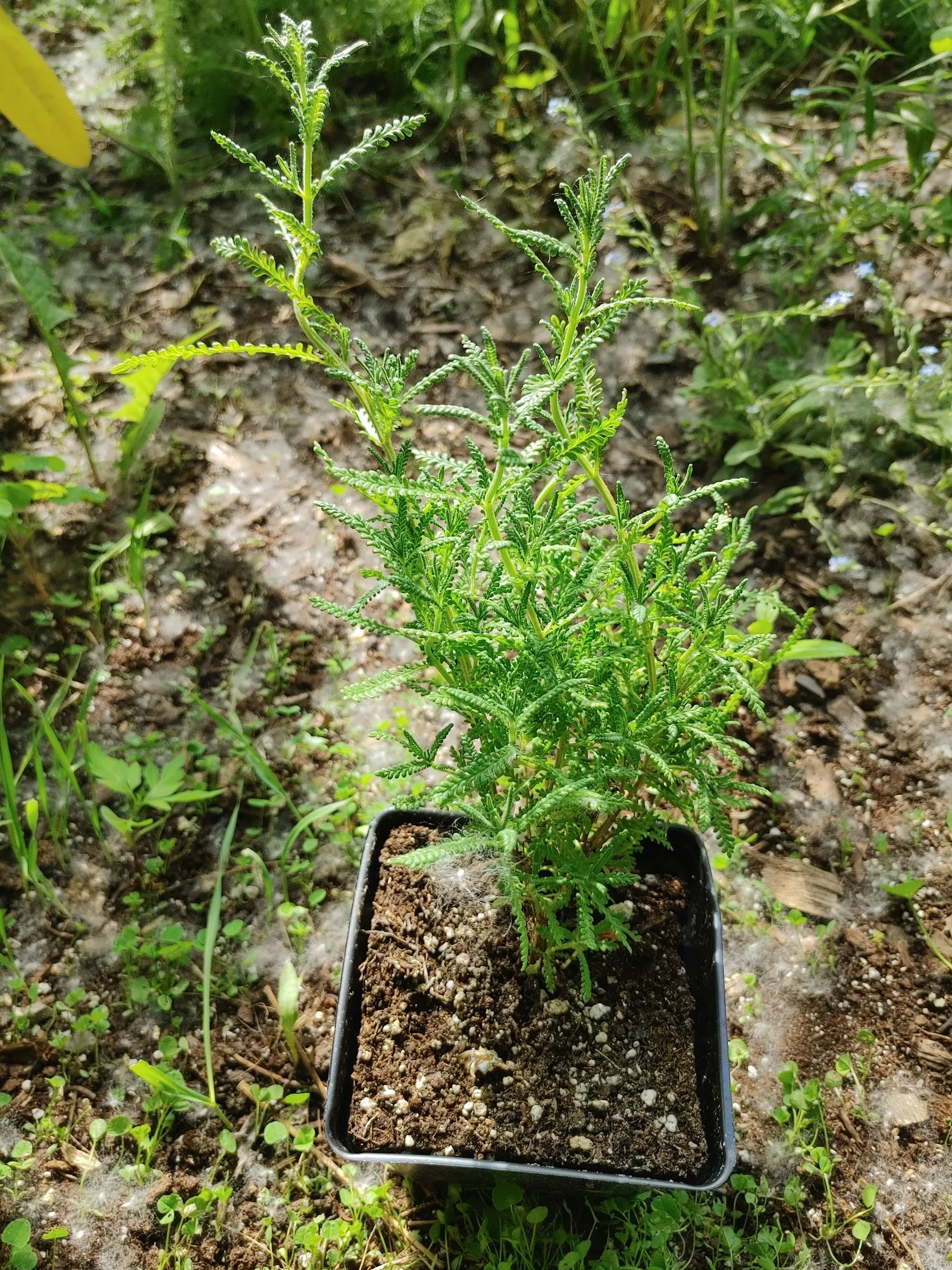 Spanish Lavender (Lavandula Stoechas) — It is highly tolerant of drought conditions once established