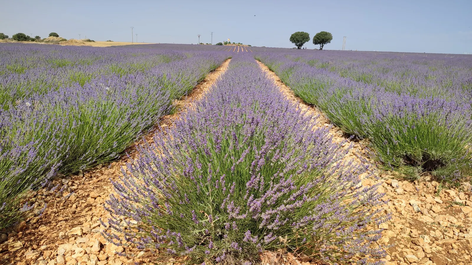 Spanish Lavender (Lavandula Stoechas) — is a perennial reaching 18-24 inches in height and width
