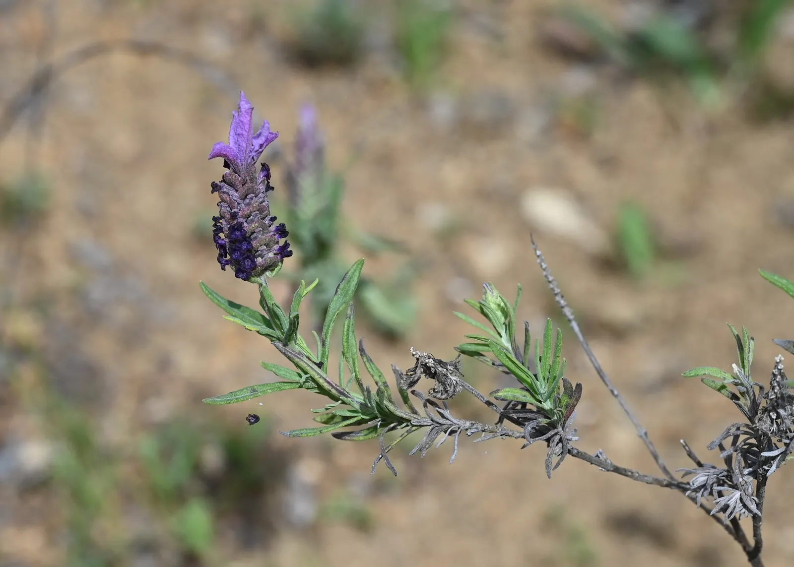 Spanish Lavender (Lavandula Stoechas) — making it an excellent choice for water-efficient gardens