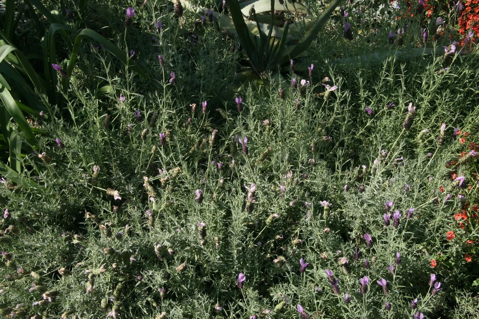 Spanish Lavender (Lavandula Stoechas) — it attracts pollinators such as bees and butterflies; enhancing the biodiversity of the garden.<br><br>For clients