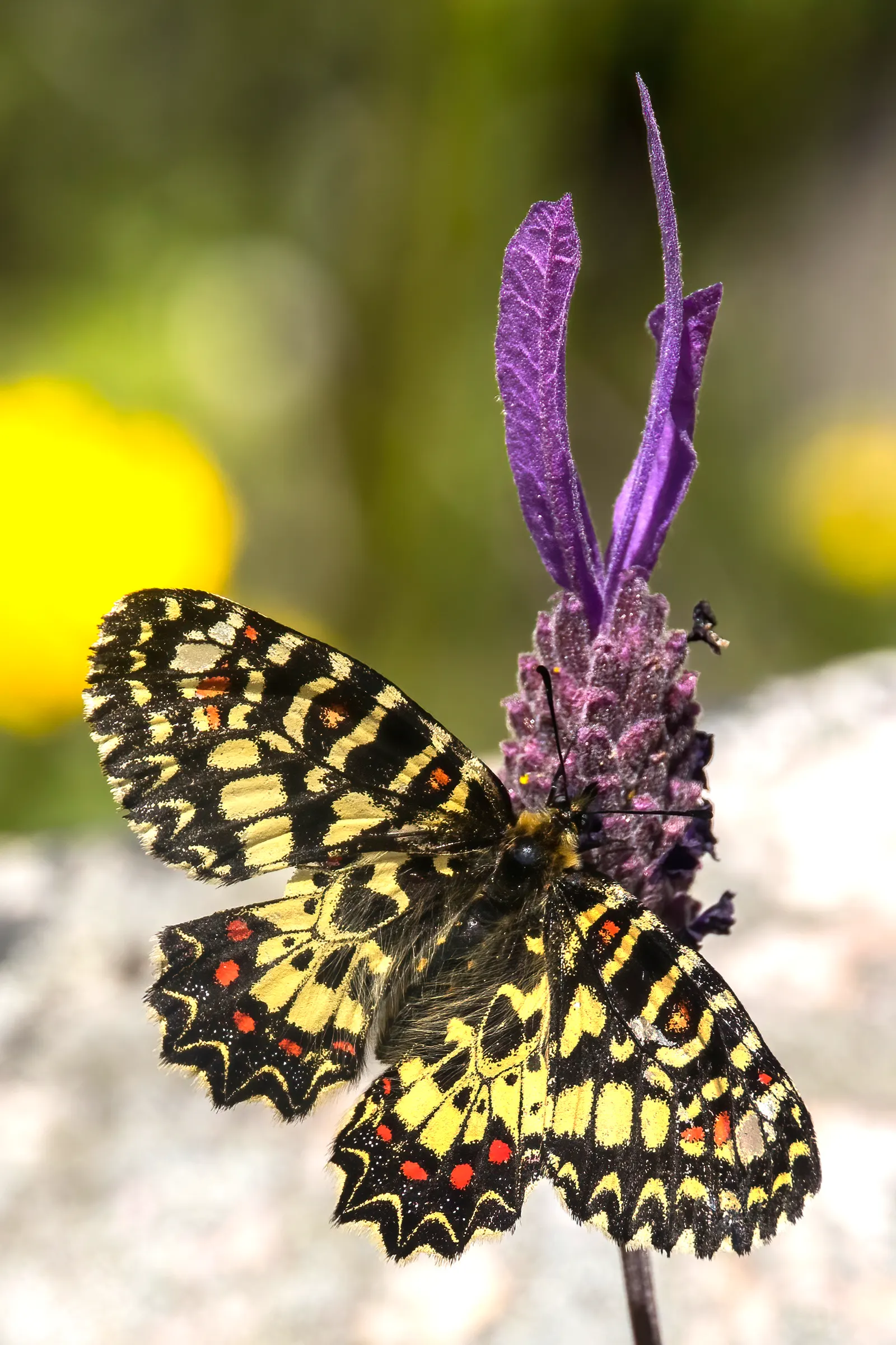 Spanish Lavender (Lavandula Stoechas) — herb / perennial / shrub with purple blooms