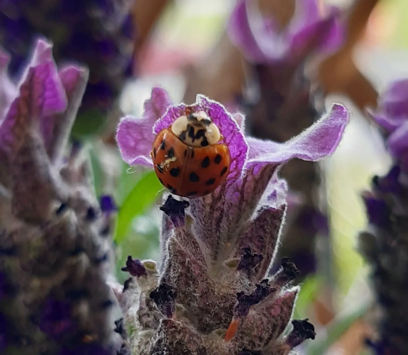Spanish Lavender (Lavandula Stoechas) — deterring deer and acting as a natural pest repellent