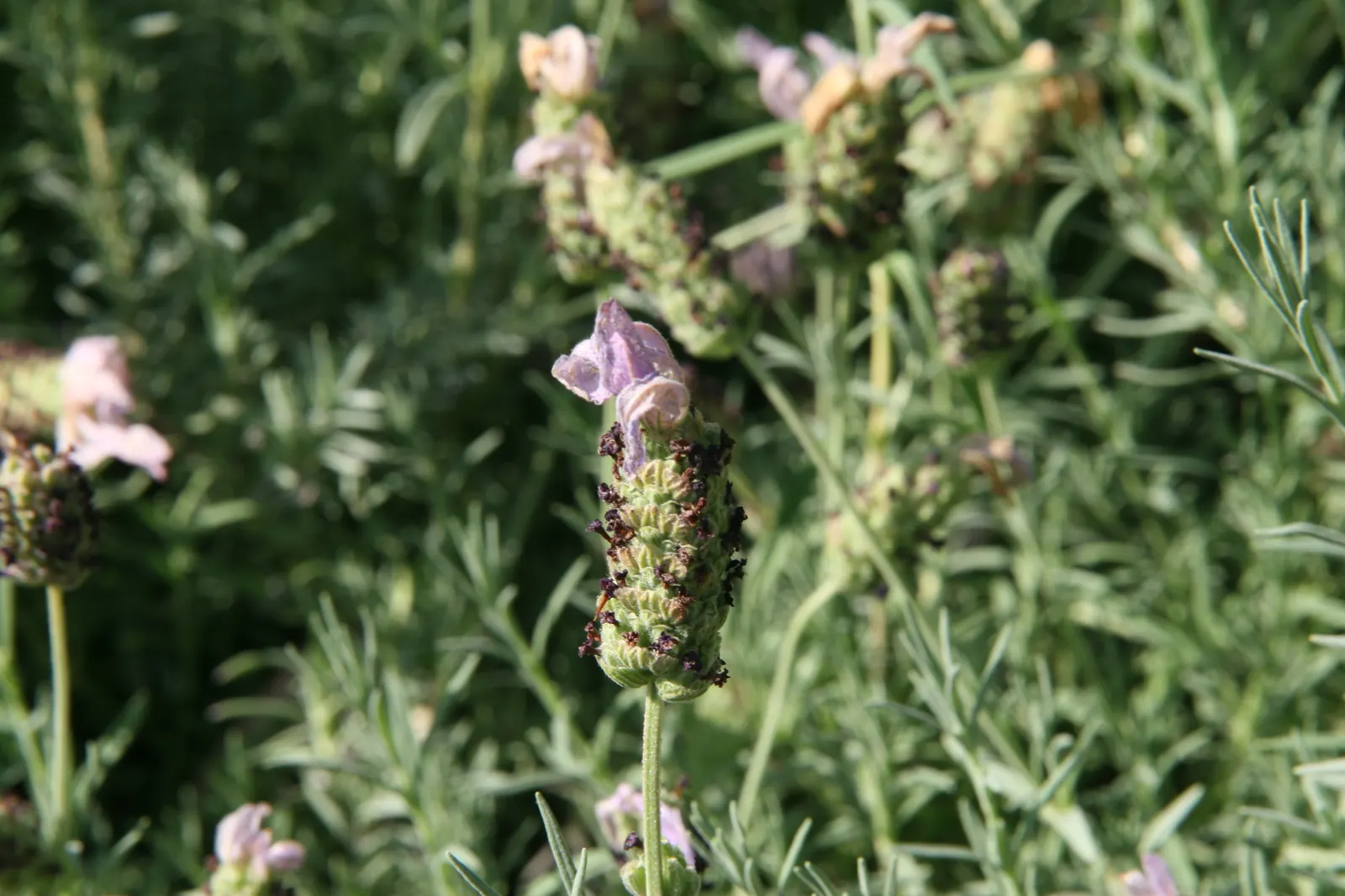 Spanish Lavender (Lavandula Stoechas) — deterring deer and acting as a natural pest repellent; this drought-tolerant species offers fragrant foliage and