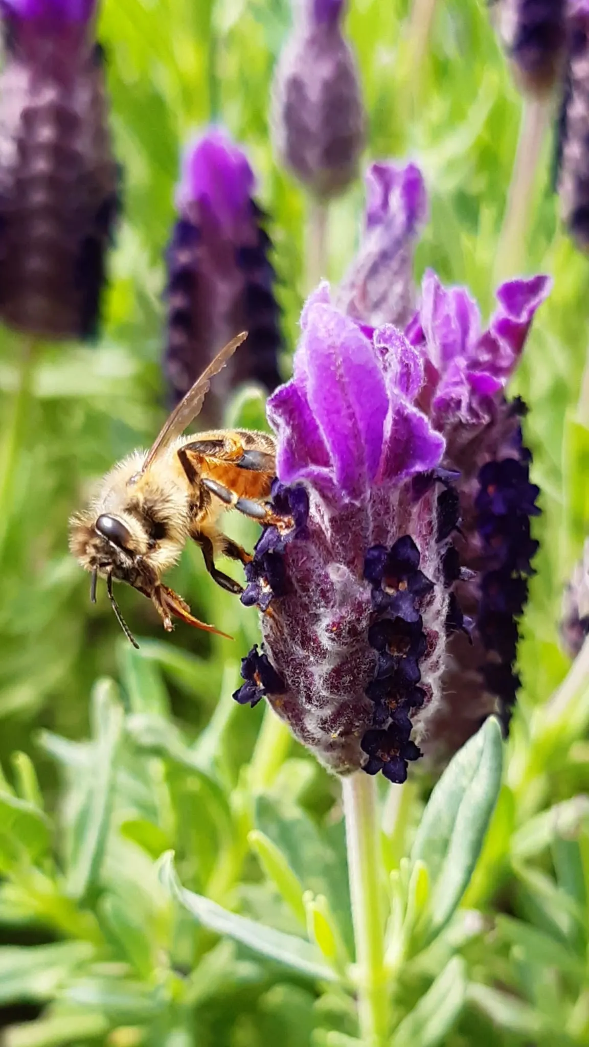 Spanish Lavender (Lavandula Stoechas) — Spanish Lavender thrives in full sun exposure and prefers well-draining soil conditions