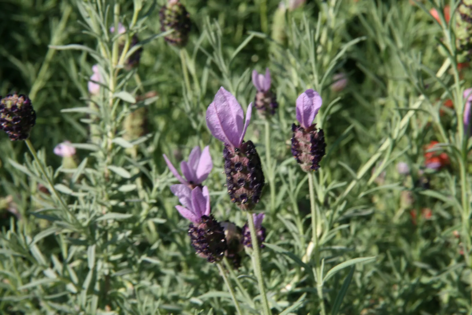 Spanish Lavender (Lavandula Stoechas) — plump flower spikes topped with bracts resembling purple butterfly wings; is a perennial reaching 18-24 inches in