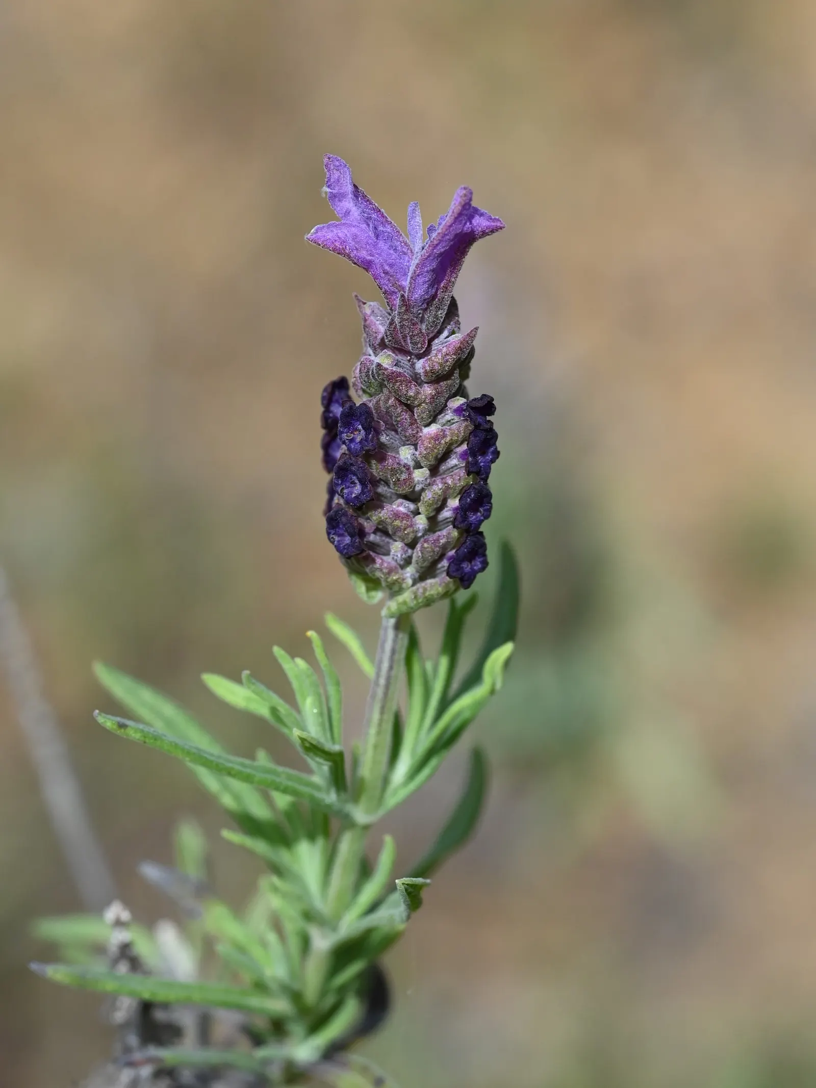 Spanish Lavender (Lavandula Stoechas) — offers a captivating element to any landscape design with its unique flower structure and aromatic leaves, image 35